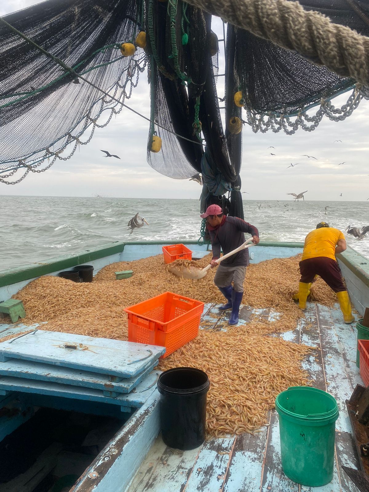 proyecto-de-mejora-pesquera-camaron-pomada-en-ecuador